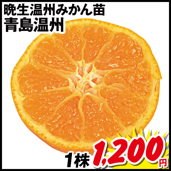 青島温州