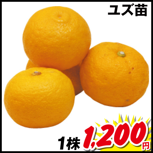 ユズ