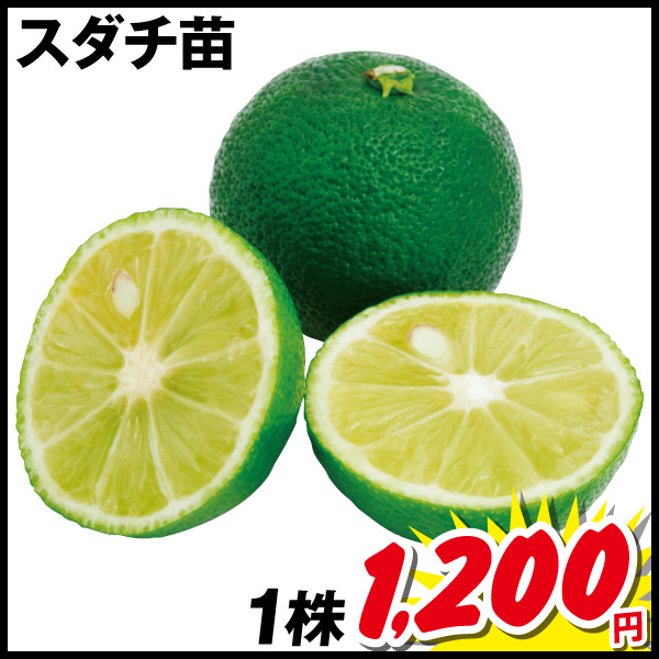 スダチ
