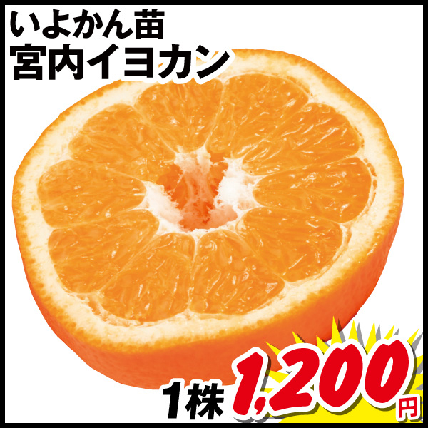 宮内イヨカン