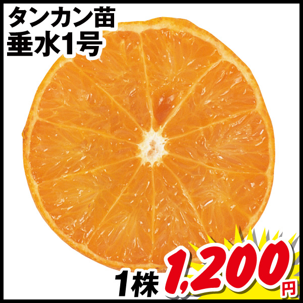 垂水1号