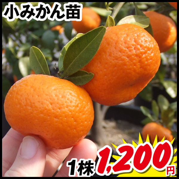 小みかん