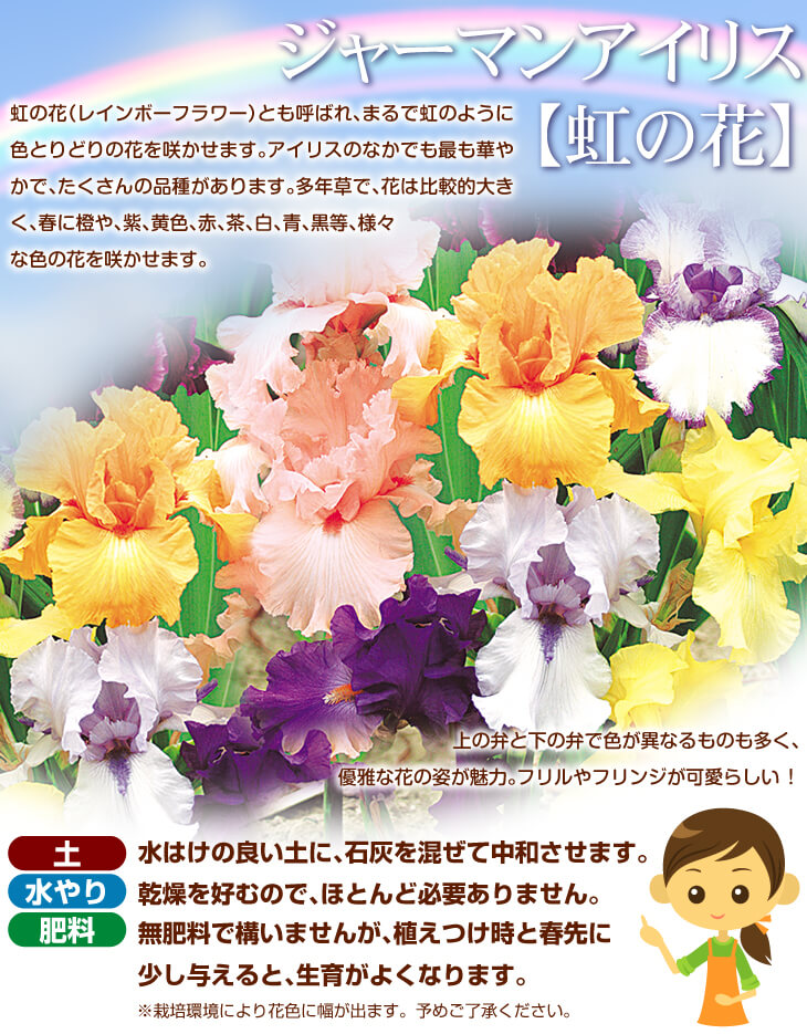ジャーマンアイリス特集