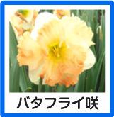 バタフライ咲すいせん