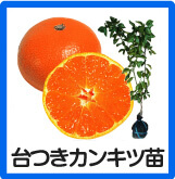 台つき