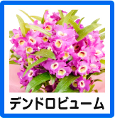 デンドロ
