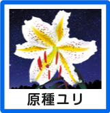 原種ユリ