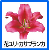 花ユリ