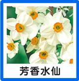 芳香水仙
