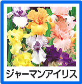ジャーマンアイリス