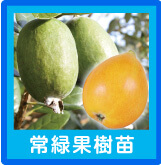 常緑果樹