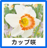 カップ咲スイセン