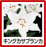 キングカサブランカ