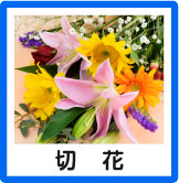 切花