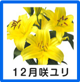 12月ゆり