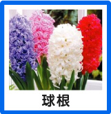 球根秋