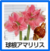 球根アマリリス
