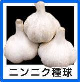 ニンニク