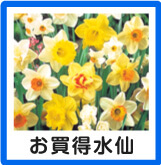 お買得水仙