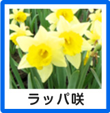 ラッパ咲水仙