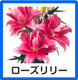 ローズリリー