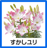 すかしユリ