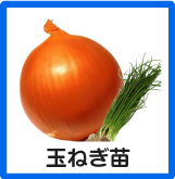 玉ねぎ苗