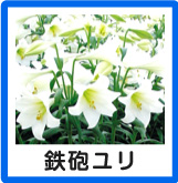 鉄砲ユリ