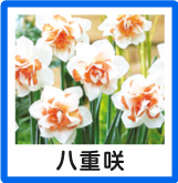 八重咲水仙