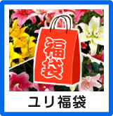 福袋ユリ