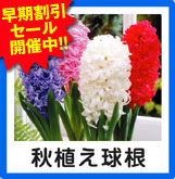 秋植え早割