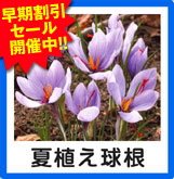 夏植え早割