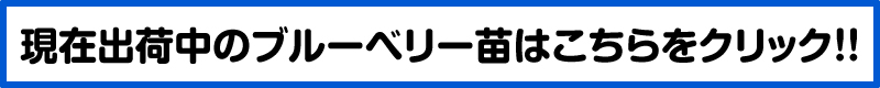 出荷中のブルーベリー苗