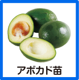 アボカド
