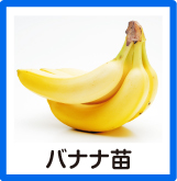 バナナ
