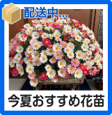 今夏おすすめ花苗
