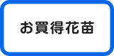 お買得花苗