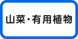 山菜・有用植物苗