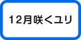 12月ゆり