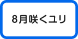 8月ゆり