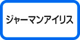ジャーマンアイリス