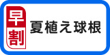 夏植え球根早割