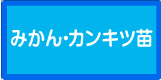 みかん