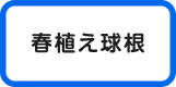 春植え球根