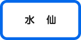 水仙