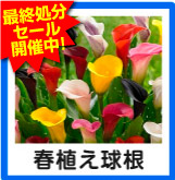 春植え球根セール