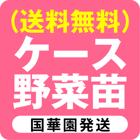 ケース野菜苗自社出荷