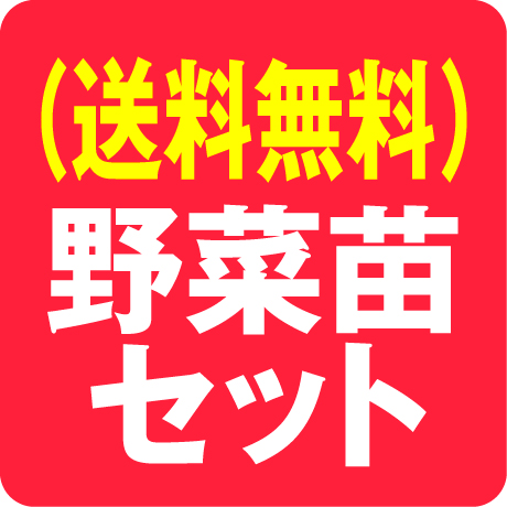野菜苗セット