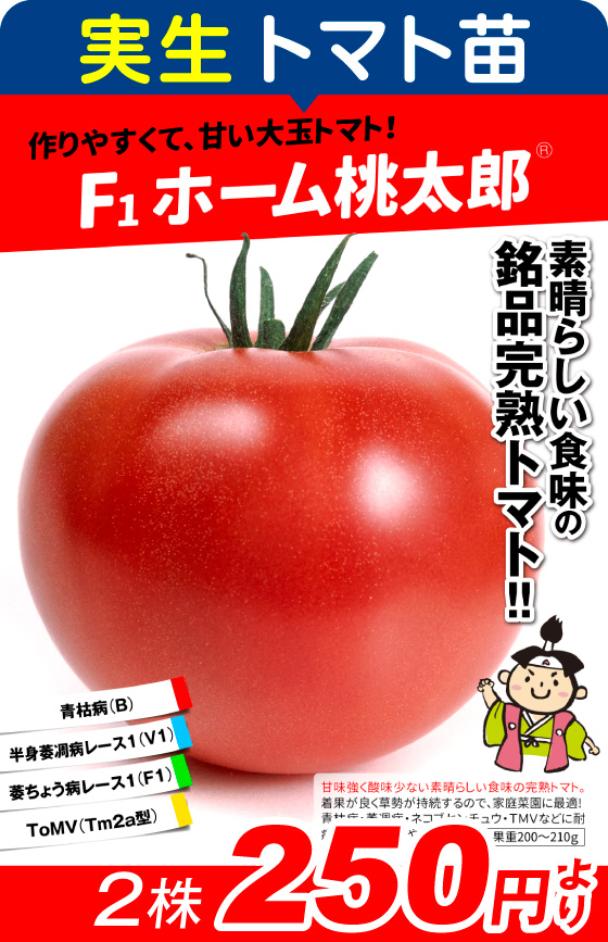 実生・F1ホーム桃太郎2株