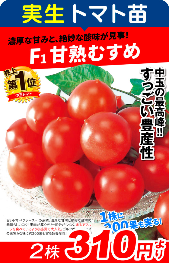 実生・F1甘熟むすめ2株